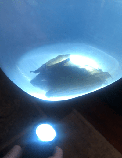 Bat with light underneath