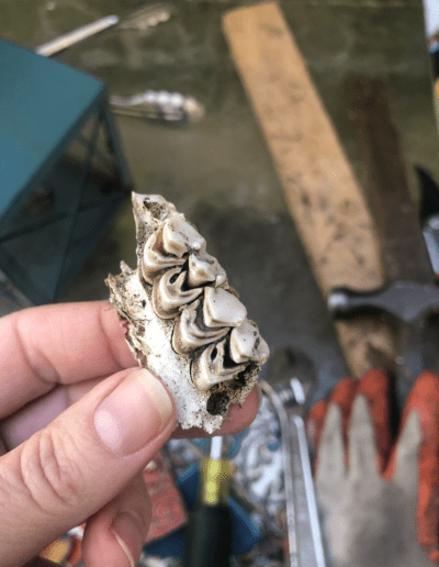 Old Animal Teeth found on Leah's Property